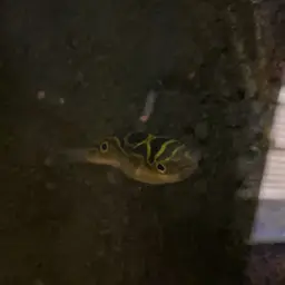 Figure-8 Puffer, photo 9