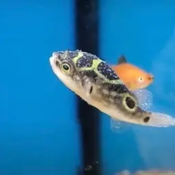 Figure-8 Puffer, photo 12