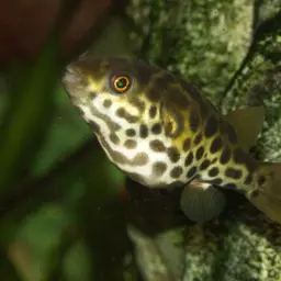 Green Puffer