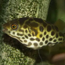 Green Puffer, photo 3