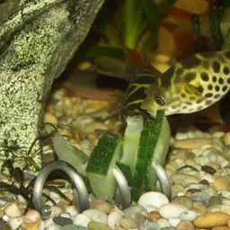 Green Puffer, photo 8