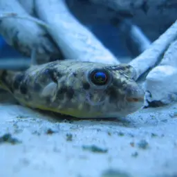 Fahaka Puffer, photo 1