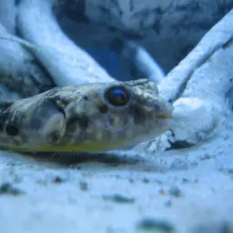 Fahaka Puffer, photo 2