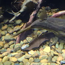 Fahaka Puffer, photo 3