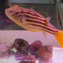 Fahaka Puffer, photo 5