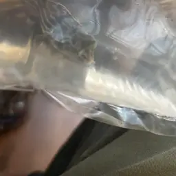 Fahaka Puffer, photo 9