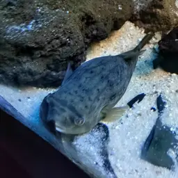 Fahaka Puffer, photo 10