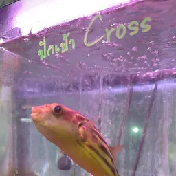 Fahaka Puffer, photo 11