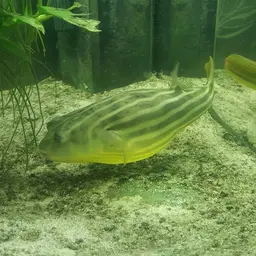 Fahaka Puffer, photo 12