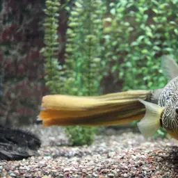 Mbu Puffer, photo 2