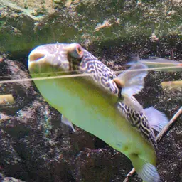 Mbu Puffer, photo 3