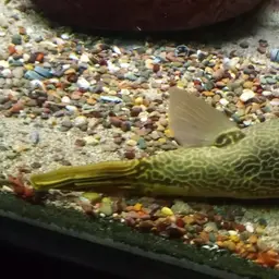 Mbu Puffer, photo 4