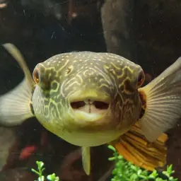 Mbu Puffer, photo 5