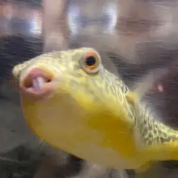 Mbu Puffer, photo 6