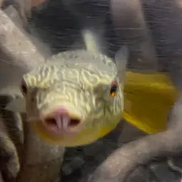 Mbu Puffer, photo 7