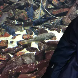Mbu Puffer, photo 8