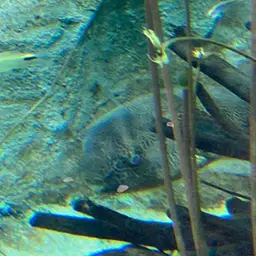 Mbu Puffer, photo 9