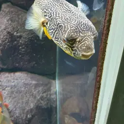 Mbu Puffer, photo 10