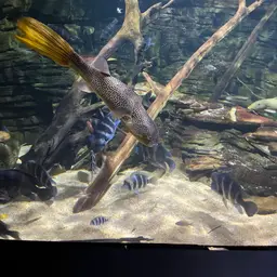 Mbu Puffer, photo 11