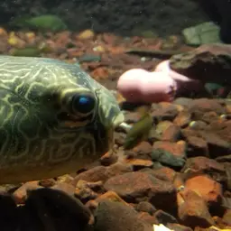 Mbu Puffer, photo 12
