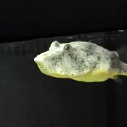 Congo Goliath Puffer, photo 1