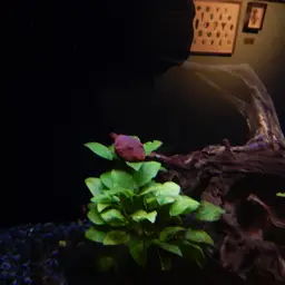 Congo Goliath Puffer, photo 4