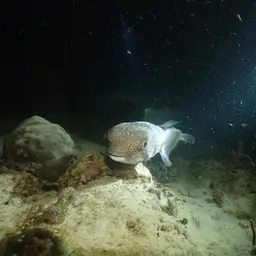 Puffer Fish, photo 2