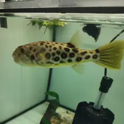 Puffer Fish, photo 3