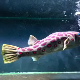 Puffer Fish, photo 4