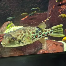 Puffer Fish, photo 5