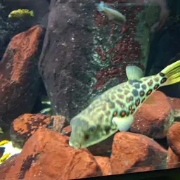 Puffer Fish, photo 6