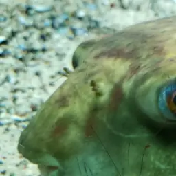 Puffer Fish, photo 7