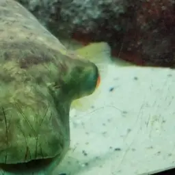 Puffer Fish, photo 8