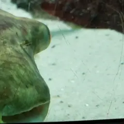 Puffer Fish, photo 9