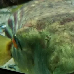 Puffer Fish, photo 10