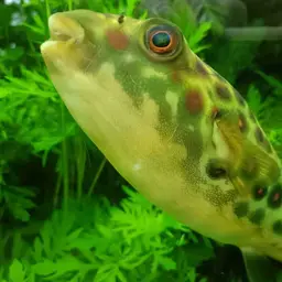 Puffer Fish, photo 11