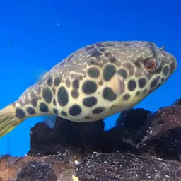 Congo Puffer, photo 1