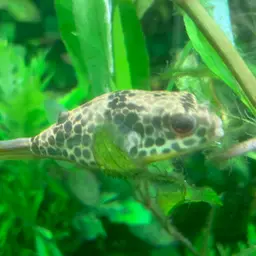 Congo Puffer, photo 2