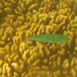 Bluehead Wrasse
