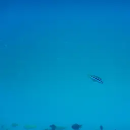 Bluehead Wrasse, photo 2