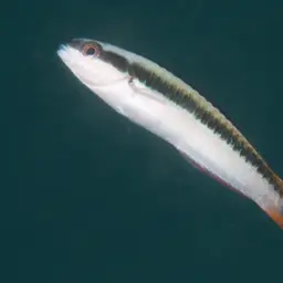 Bluehead Wrasse, photo 3