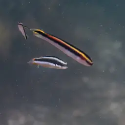 Bluehead Wrasse, photo 4