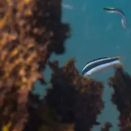 Bluehead Wrasse, photo 5