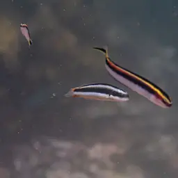 Bluehead Wrasse, photo 6