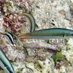 Bluehead Wrasse, photo 7