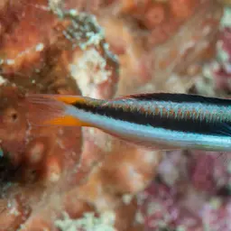 Bluehead Wrasse, photo 8
