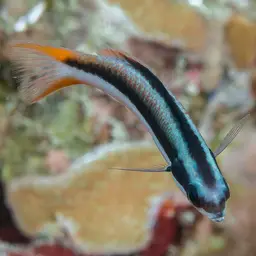 Bluehead Wrasse, photo 9