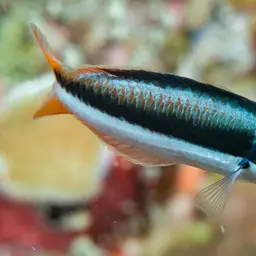 Bluehead Wrasse, photo 10
