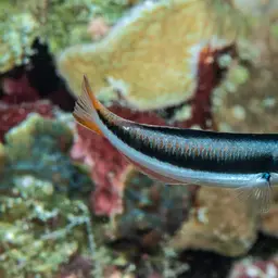 Bluehead Wrasse, photo 11