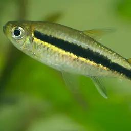 Blackline Penguinfish
